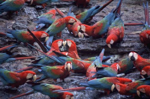 Red-and-green Macaw Photo: Alejandro Tello